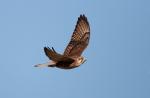Barna Solyom (Falco berigora), Brown Falcon