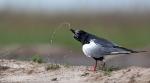I love White-winged Black Tern