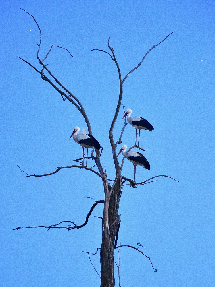 Éjszakázó gólyák