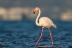 Rózsás flamingó 2.